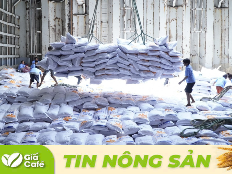 gi&aacute; gạo thế giới